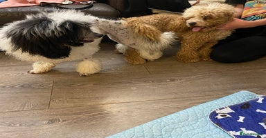 Cavapoo dogs - Advert 4