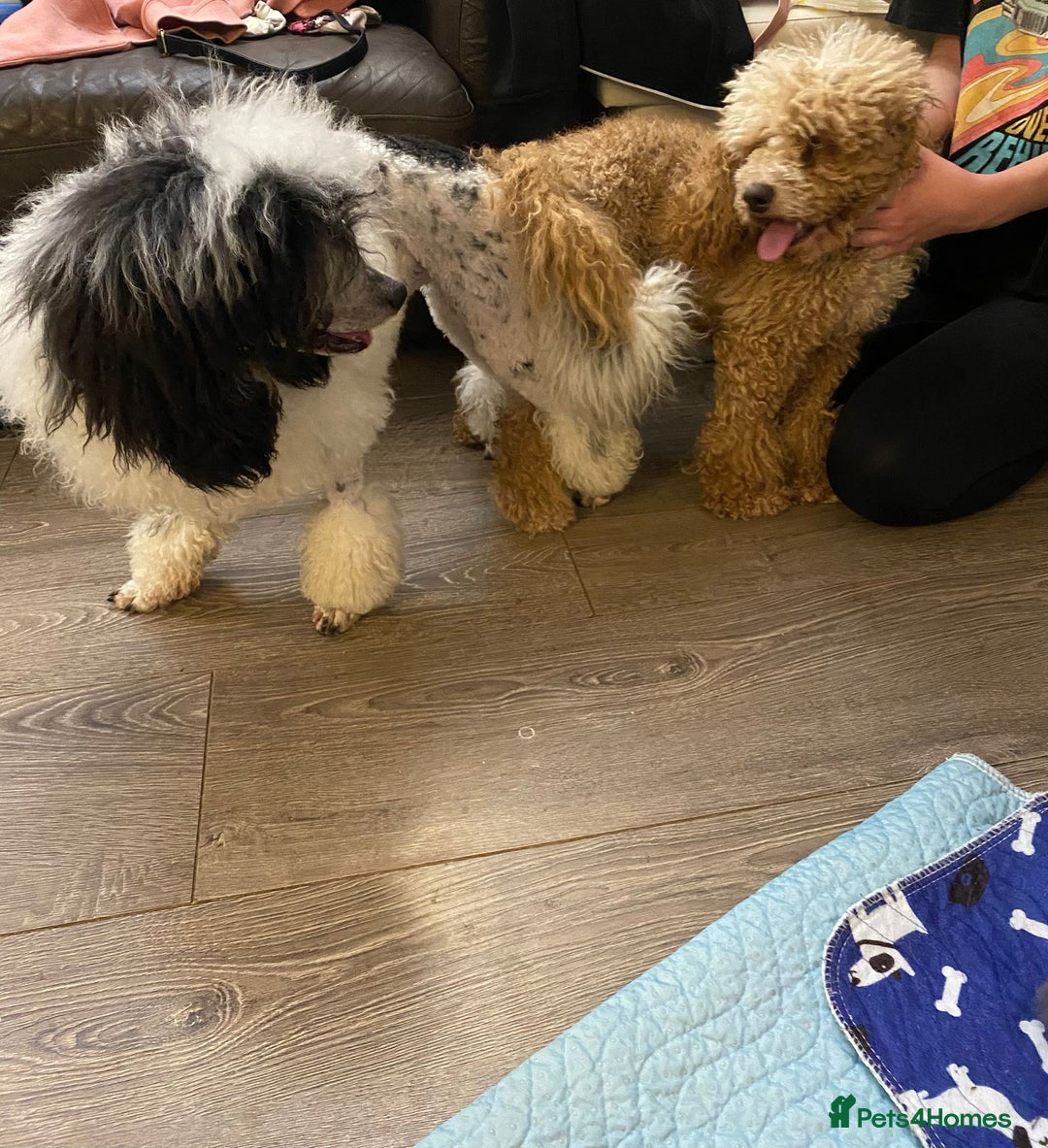 Cavapoo dogs for sale: Gorgeous cavapoo pups from health tested parents - Image 3