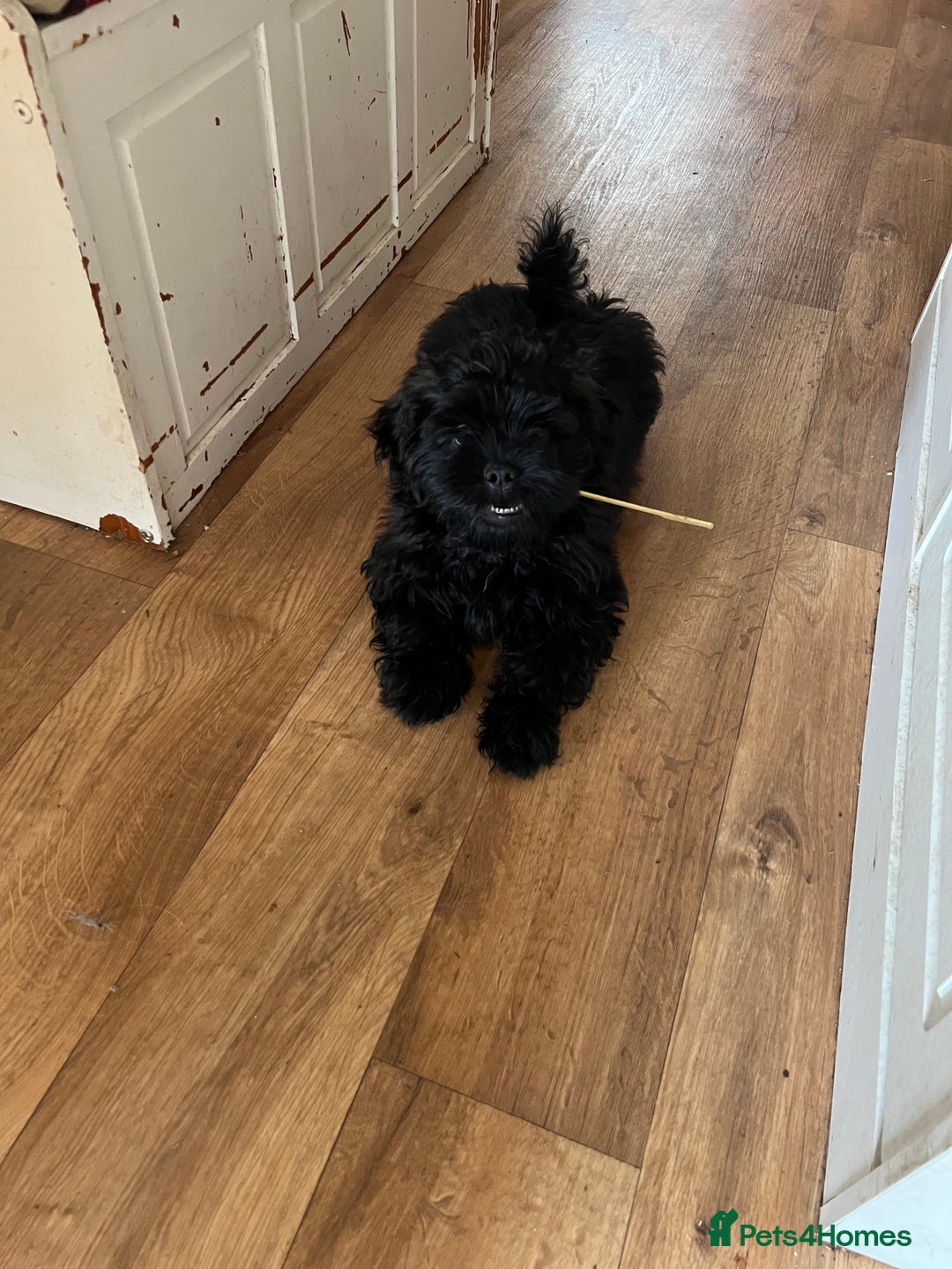 Shih Tzu dogs for sale: Stunning well trained male - Image 2