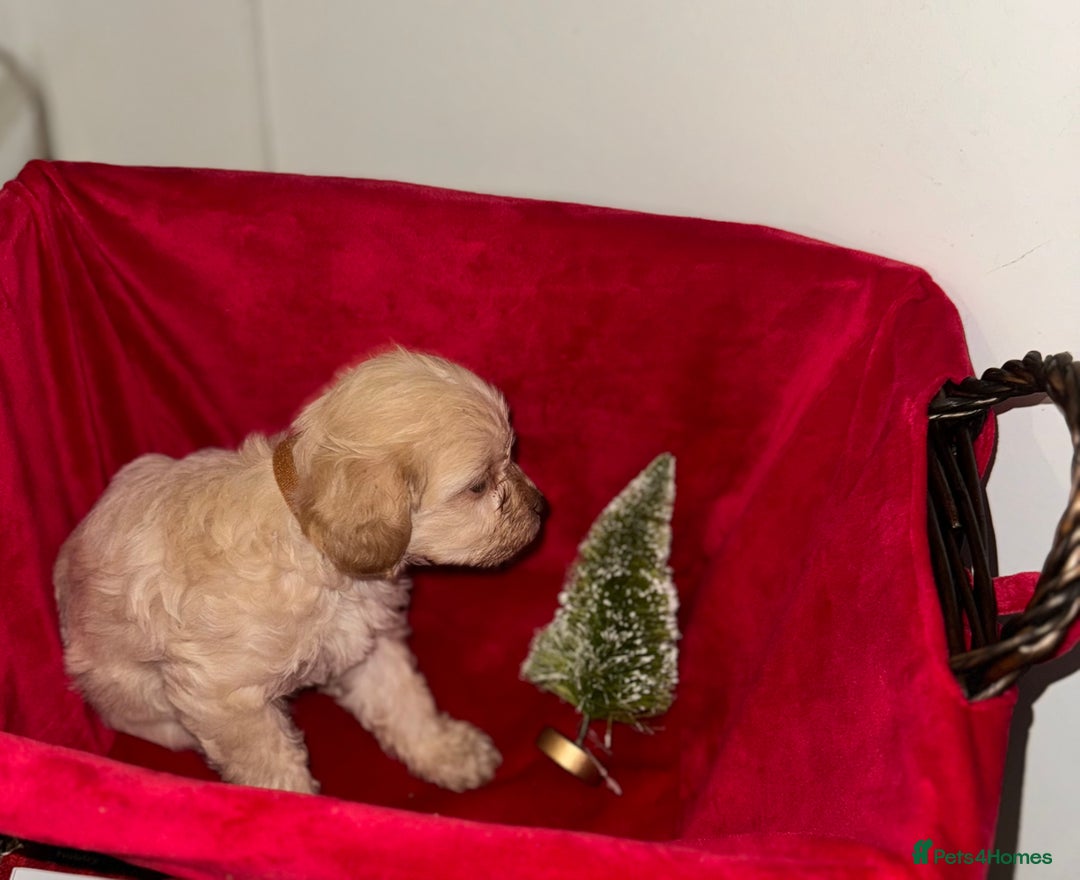 Cockapoo dogs for sale: F1B COCKAPOO PUPPIES FOR SALE - Advert 8