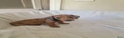 Miniature Dachshund dogs for sale: Beautiful miniature daschunds  - Advert 21