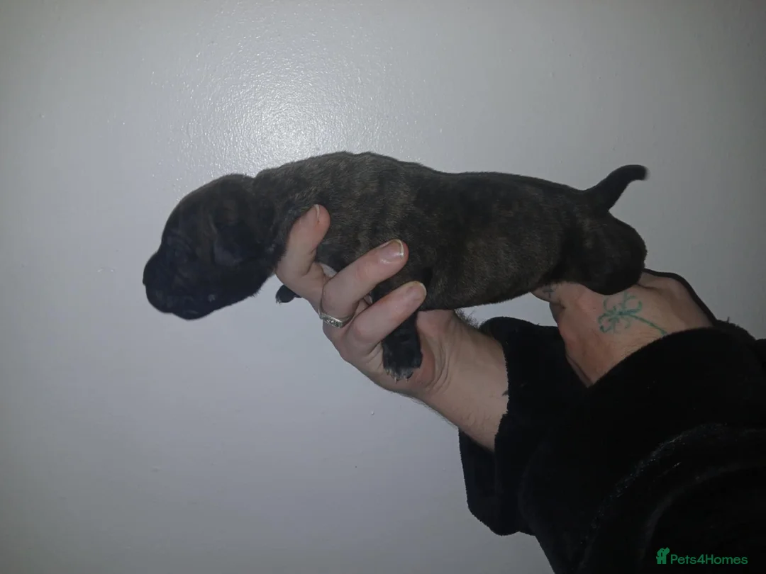 Mixed Breed dogs for sale: CANE CORSO X PRESA CANARIO PUPS £750 - Advert 7