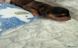 Cockapoo dogs for sale: Ready Dec 20th. Fully dna & health tested clear - Image 2