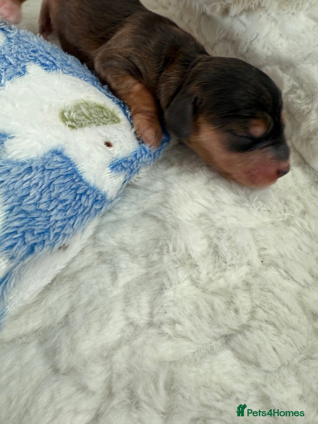 Cockapoo dogs for sale: Ready Dec 20th. Fully dna & health tested clear - Image 2