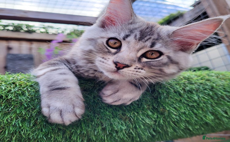 Maine Coon cats - Advert 2
