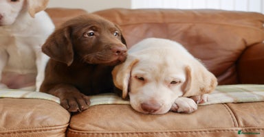 Labrador Retriever dogs - Advert 15