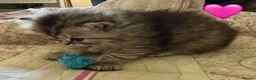British Longhair cats for sale: Beautiful Longhaired Kittens  - Advert 14