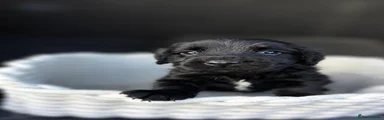 Cocker Spaniel 5