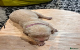 Mixed Breed dogs for sale: Weimaraner x vizsla x GSP only Black left  - Image 11