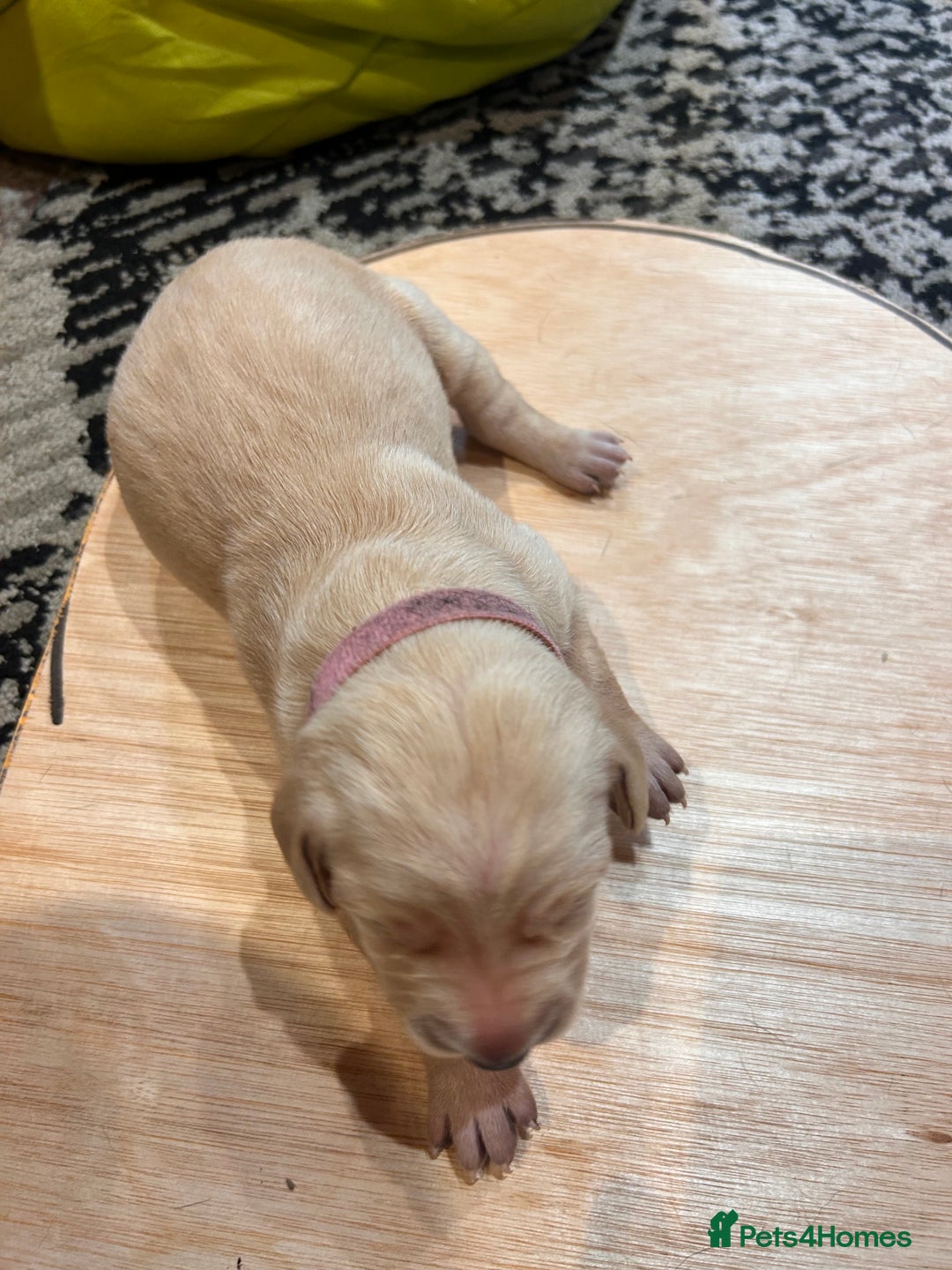 Mixed Breed dogs for sale: Weimaraner x vizsla x GSP only Black left  - Image 11