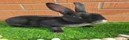 Rex rabbits for sale: Mini Rex non related  - Advert 5