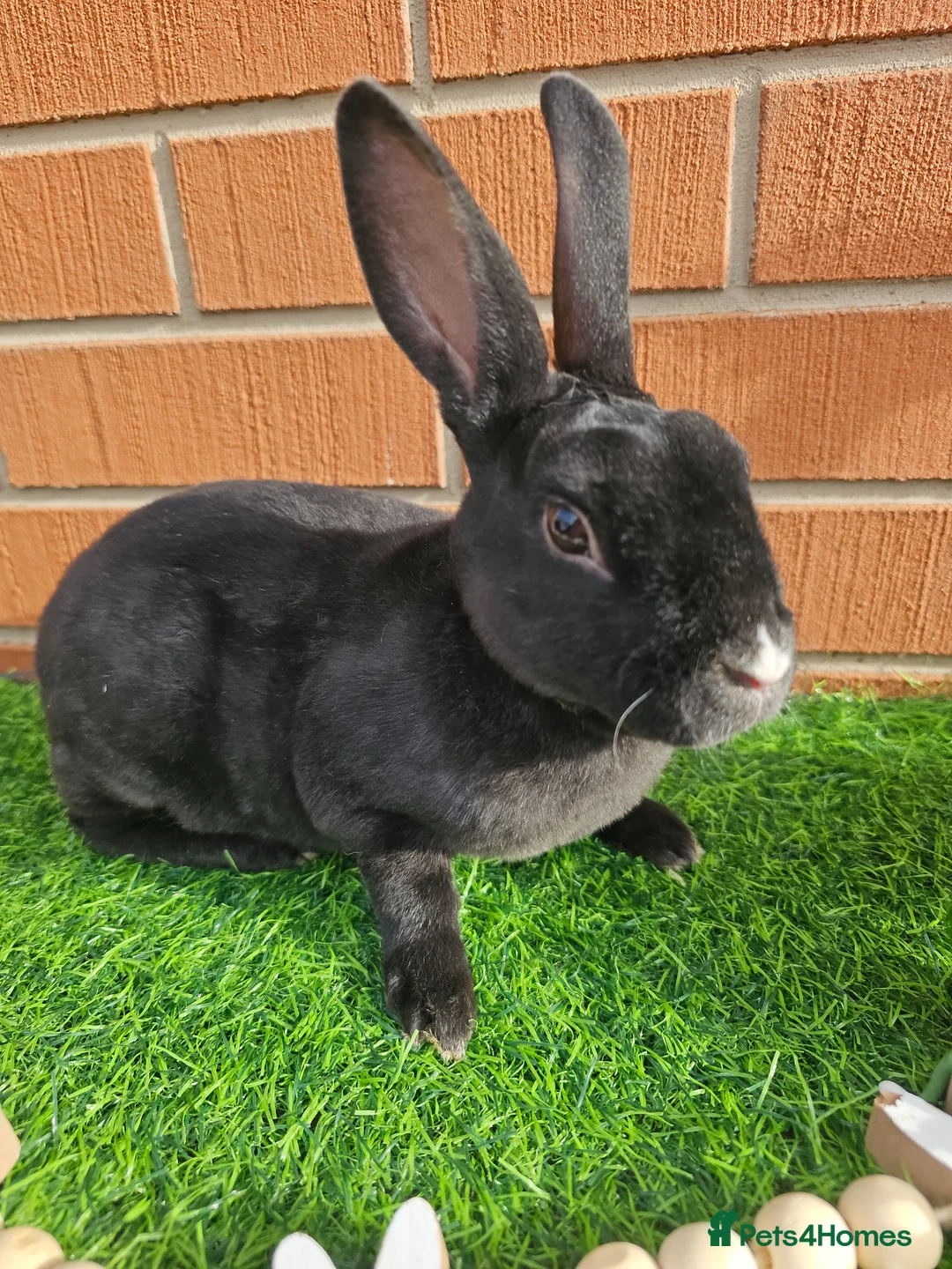 Rex rabbits for sale: Mini Rex non related  - Advert 5