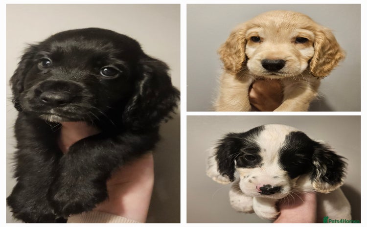 Cocker Spaniel dogs - Advert 11