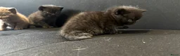 British Shorthair cats for sale: Last two girls available  - Advert 12