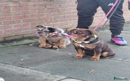 English Bulldog dogs for sale: Biscuit the minibull - Image 3