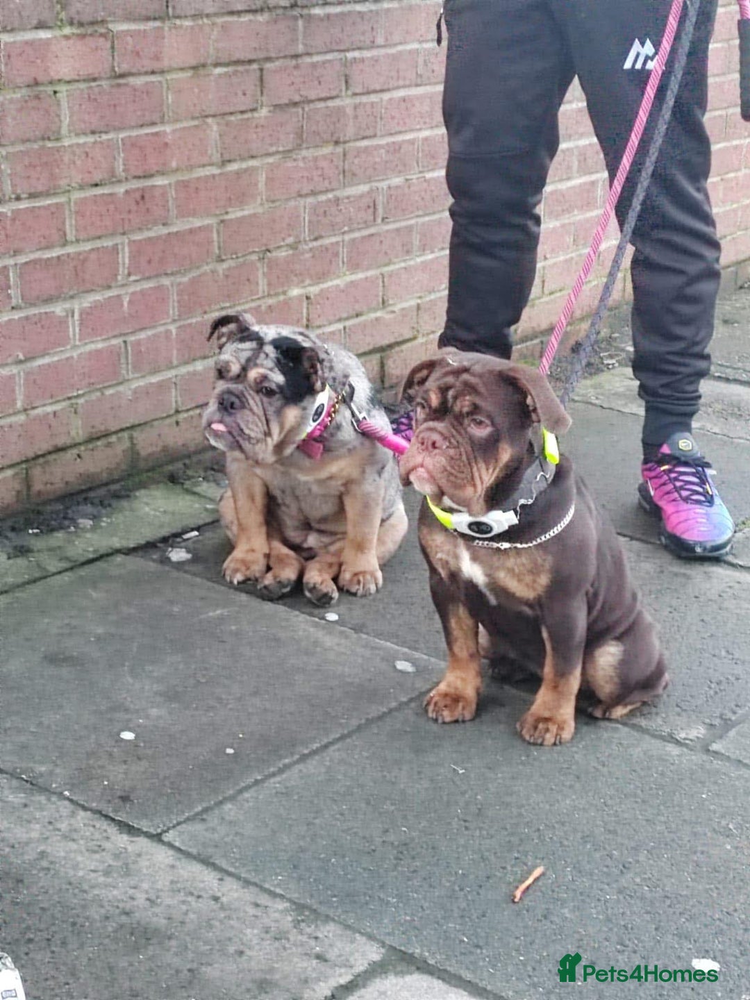 English Bulldog dogs for sale: Biscuit the minibull - Image 3