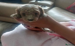 Miniature Poodle dogs for sale: MINIATURE POODLES - Image 9