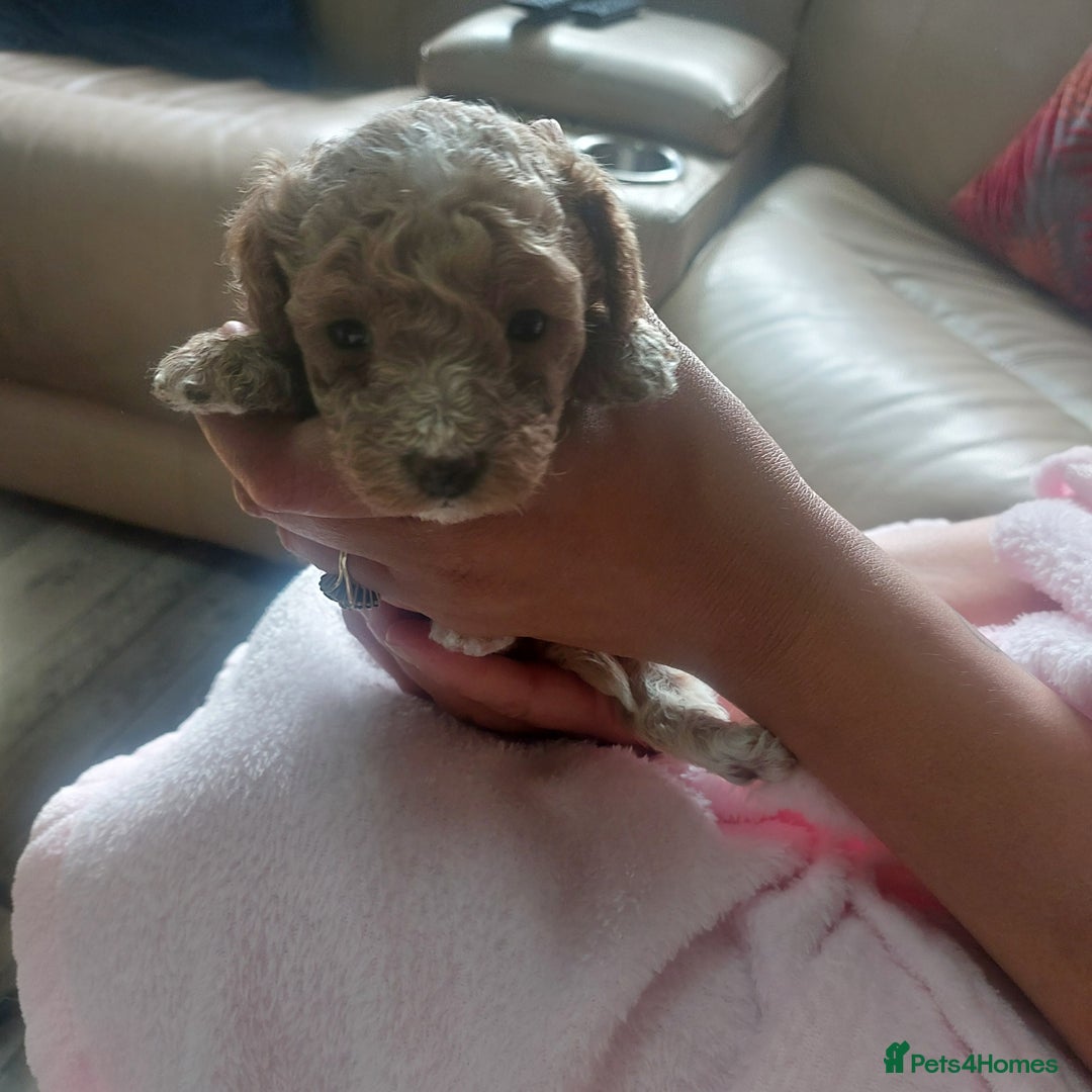 Miniature Poodle dogs for sale: MINIATURE POODLES - Image 9