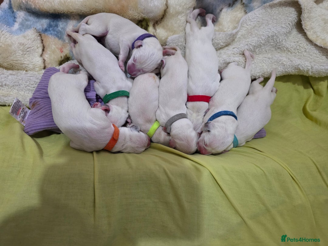 Dalmatian dogs for sale: 100% DALMATIAN LITTER - Image 7