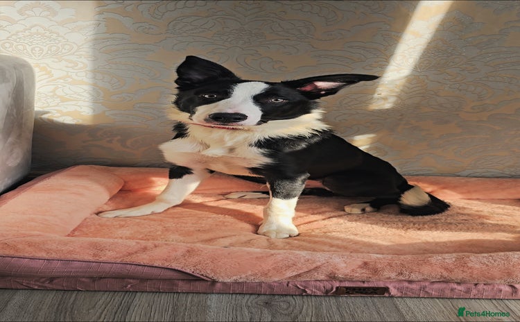 Border Collie dogs - Advert 13