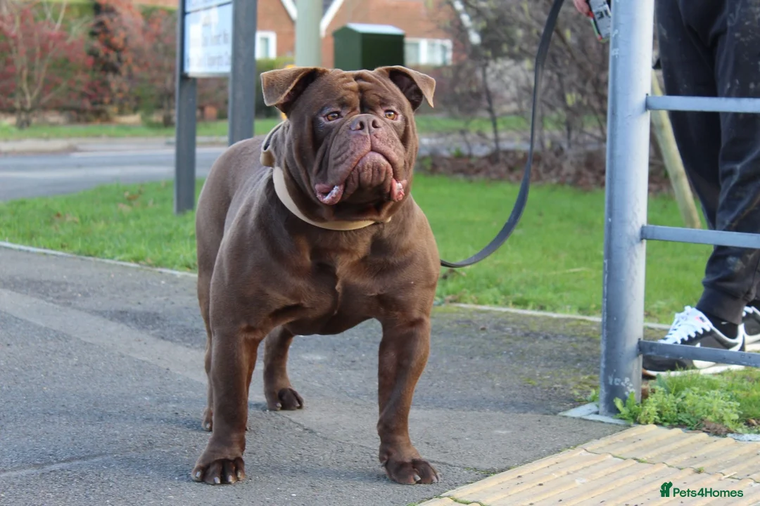 Olde English Bulldogge dogs for stud: Don Julio up for stud 🥃 🇧🇷 🇬🇧  - Advert 7