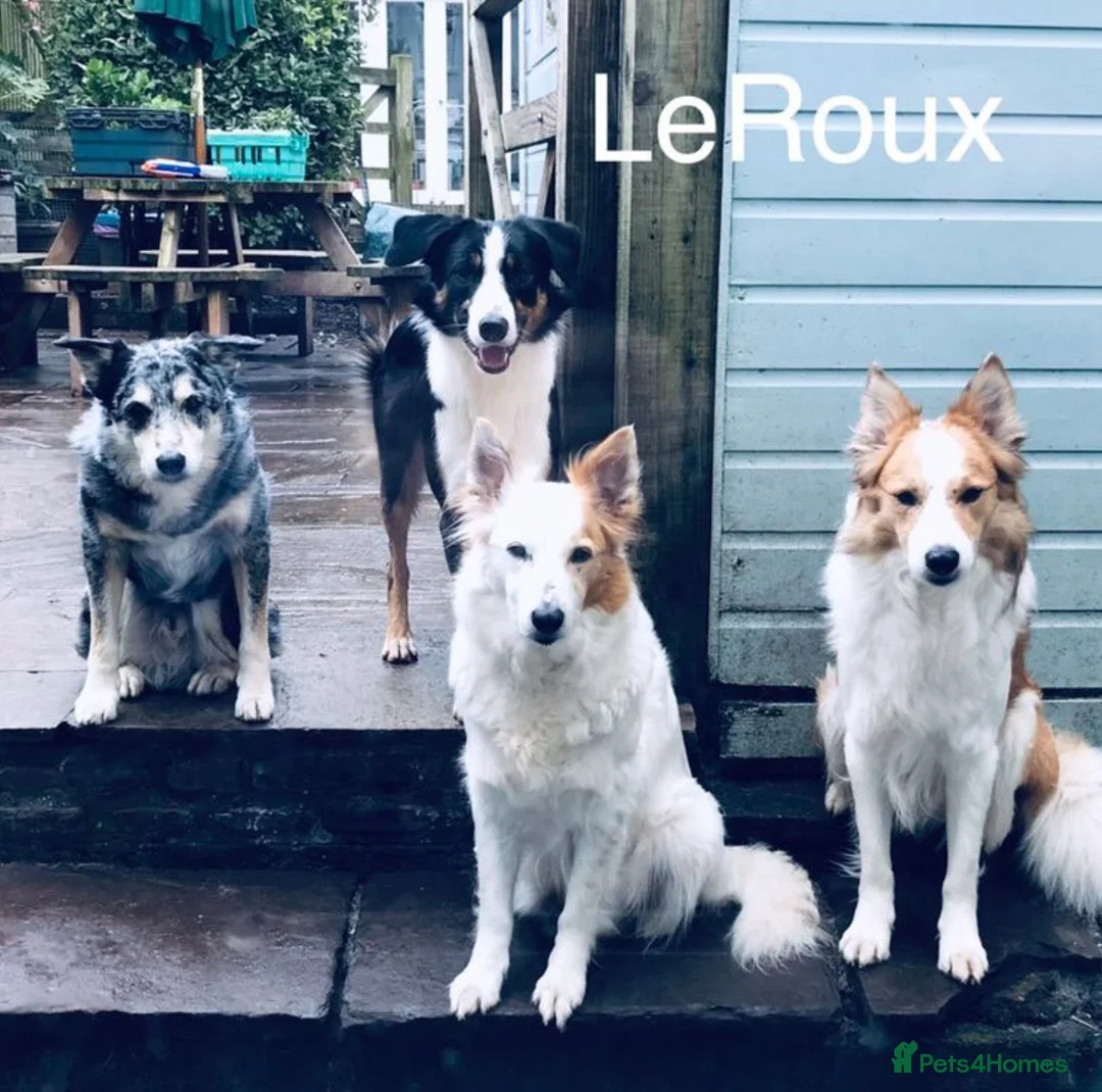 Border Collie dogs for sale: Beautiful Border Collie Puppies Classic Tricolour - Advert 19