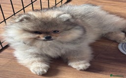 Pomeranian dogs for sale: 🏆 KC HEALTH TESTED POMERANIAN PUPPIES 🏆  - Image 26