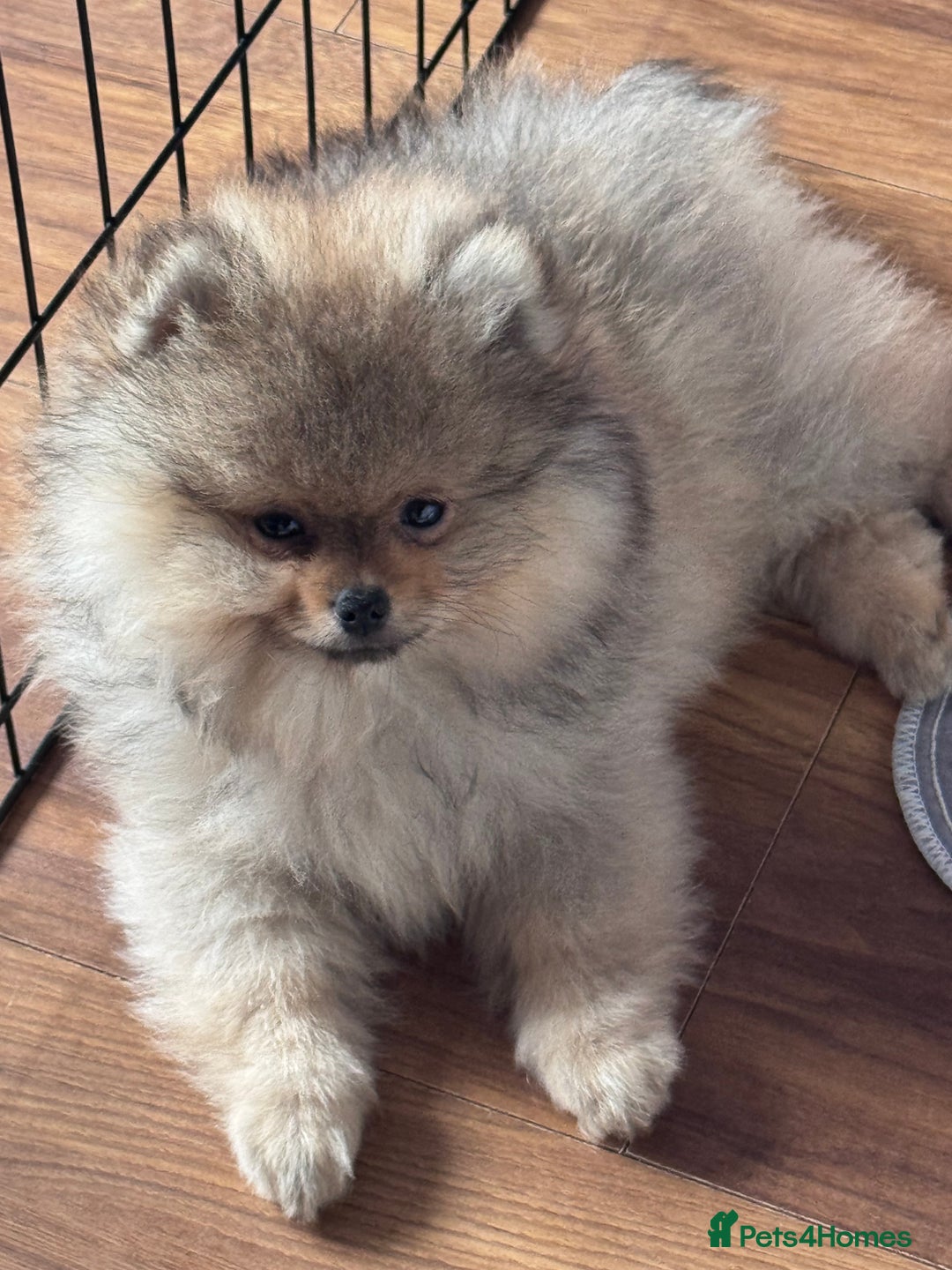 Pomeranian dogs for sale: 🏆 KC HEALTH TESTED POMERANIAN PUPPIES 🏆  - Image 26