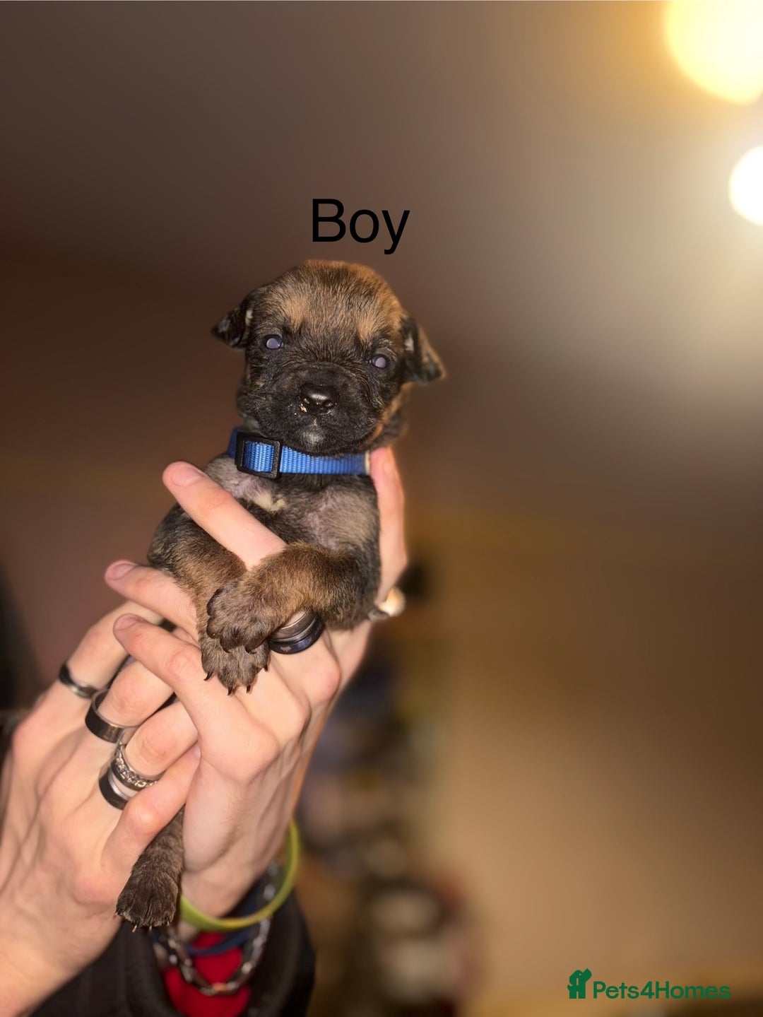 Mixed Breed dogs for sale: Rottweiler cross Staffie pups  - Advert 11