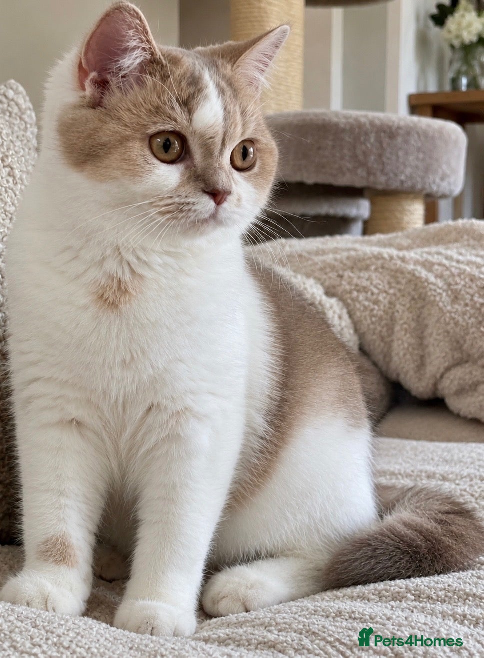 Scottish Fold cats Adorable Scottish Fold Girls - Advert 2