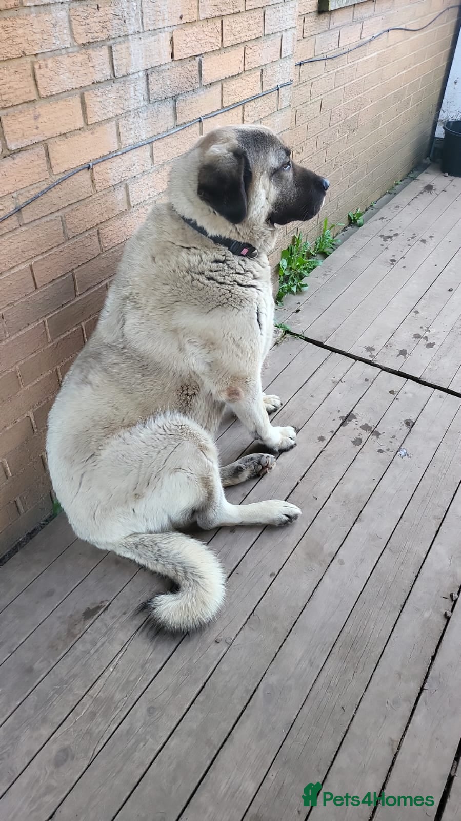 Anatolian Shepherd dogs Original Turkish Kangal - Advert 1