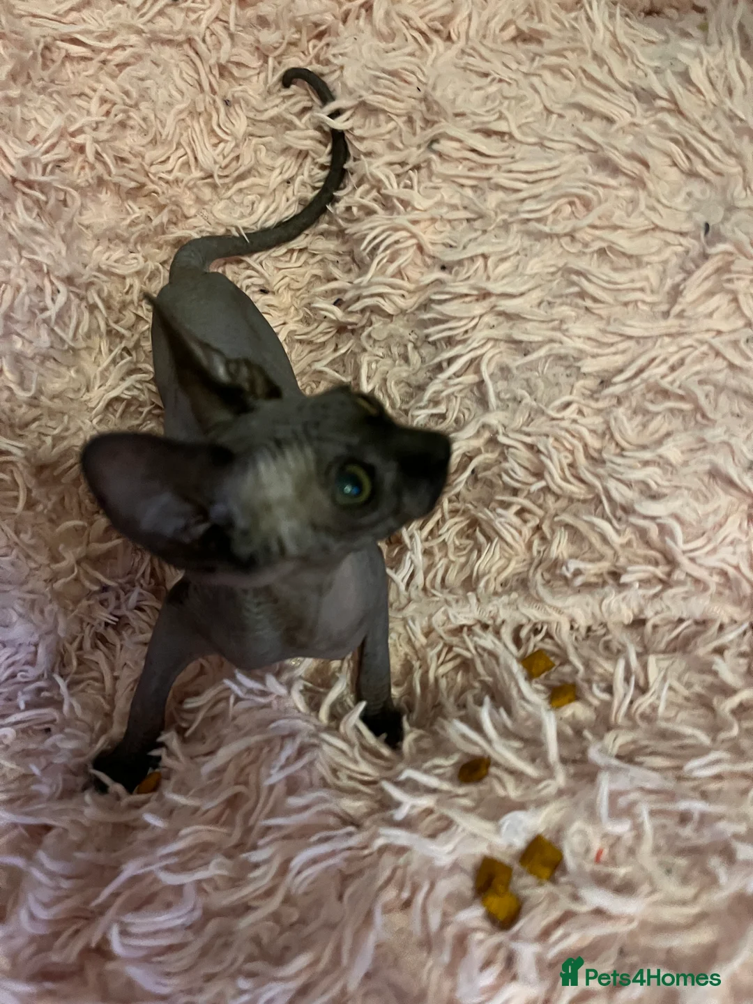 Sphynx cats for sale: Adorable Sphynx Kittens - Advert 16