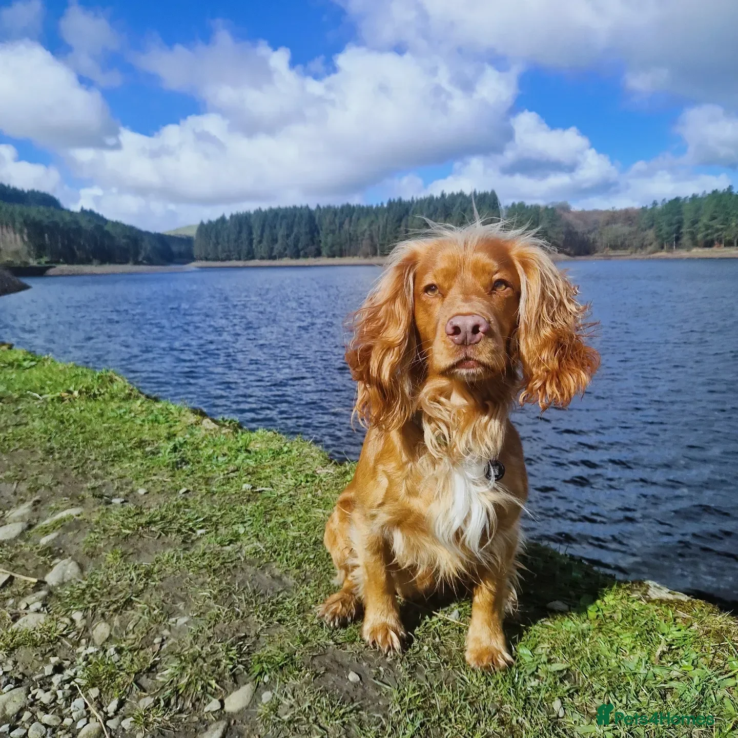 Cocker Spaniel dogs PROVEN Working Cocker Spaniel in Wigan - Advert 12