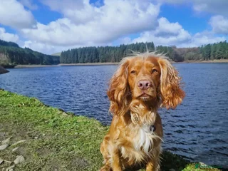 Cocker Spaniel dogs in Wigan - Advert 37