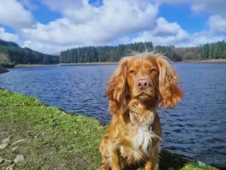 Cocker Spaniel dogs PROVEN Working Cocker Spaniel in Wigan - Advert 7