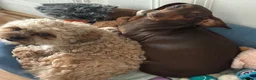 Mixed Breed dogs for sale: Schweenie pups ready 13th July 4 girls 1 boy  in Westcliff-on-Sea - Advert 4