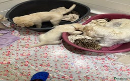Golden Retriever dogs for sale: LAST 1 KC REG CHAMPIONSHIP BLOOD LINE CREAM  - Image 7