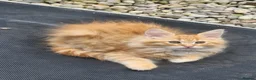 Maine Coon cats for sale: Maine Coons Ready Now!! 4 male 1 female  - Advert 2