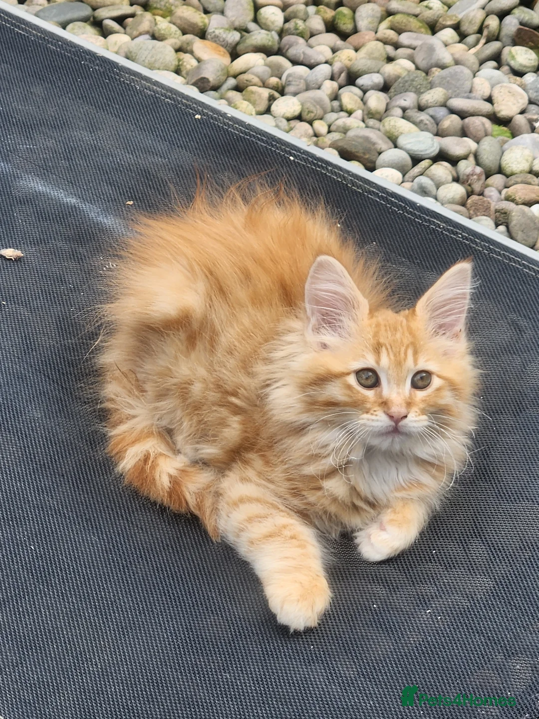 Maine Coon cats for sale: Maine Coons Ready Now!! 4 male 1 female  - Advert 2