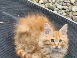 Maine Coon cats Maine Coons Ready Now!! 4 male 1 female - Advert 16