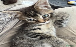 Domestic Shorthair cats for sale: Fluffy kitties looking for loving homes - Image 3