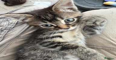 Domestic Shorthair cats - Advert 15