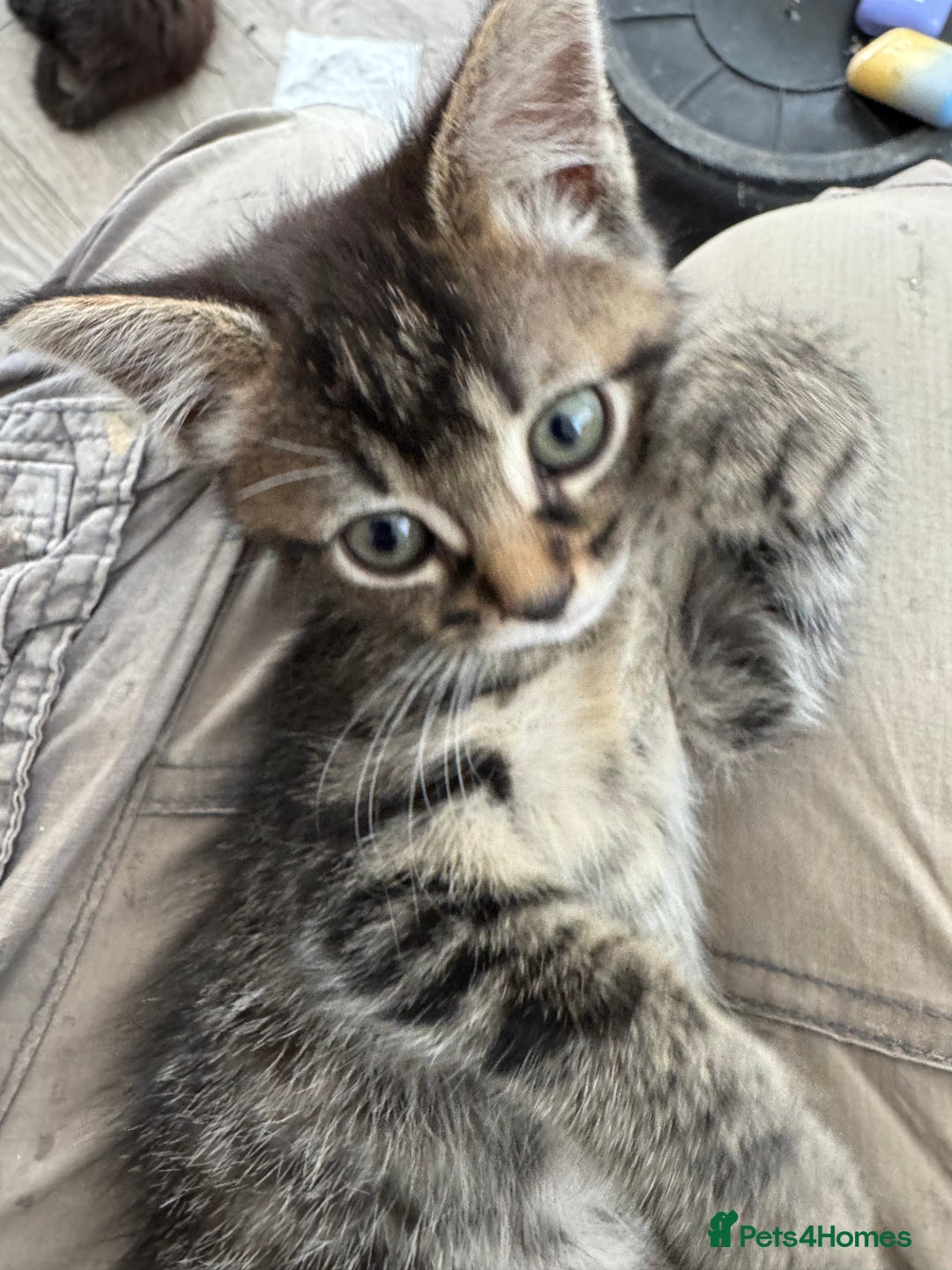 Domestic Shorthair cats for sale: Fluffy kitties looking for loving homes - Image 3