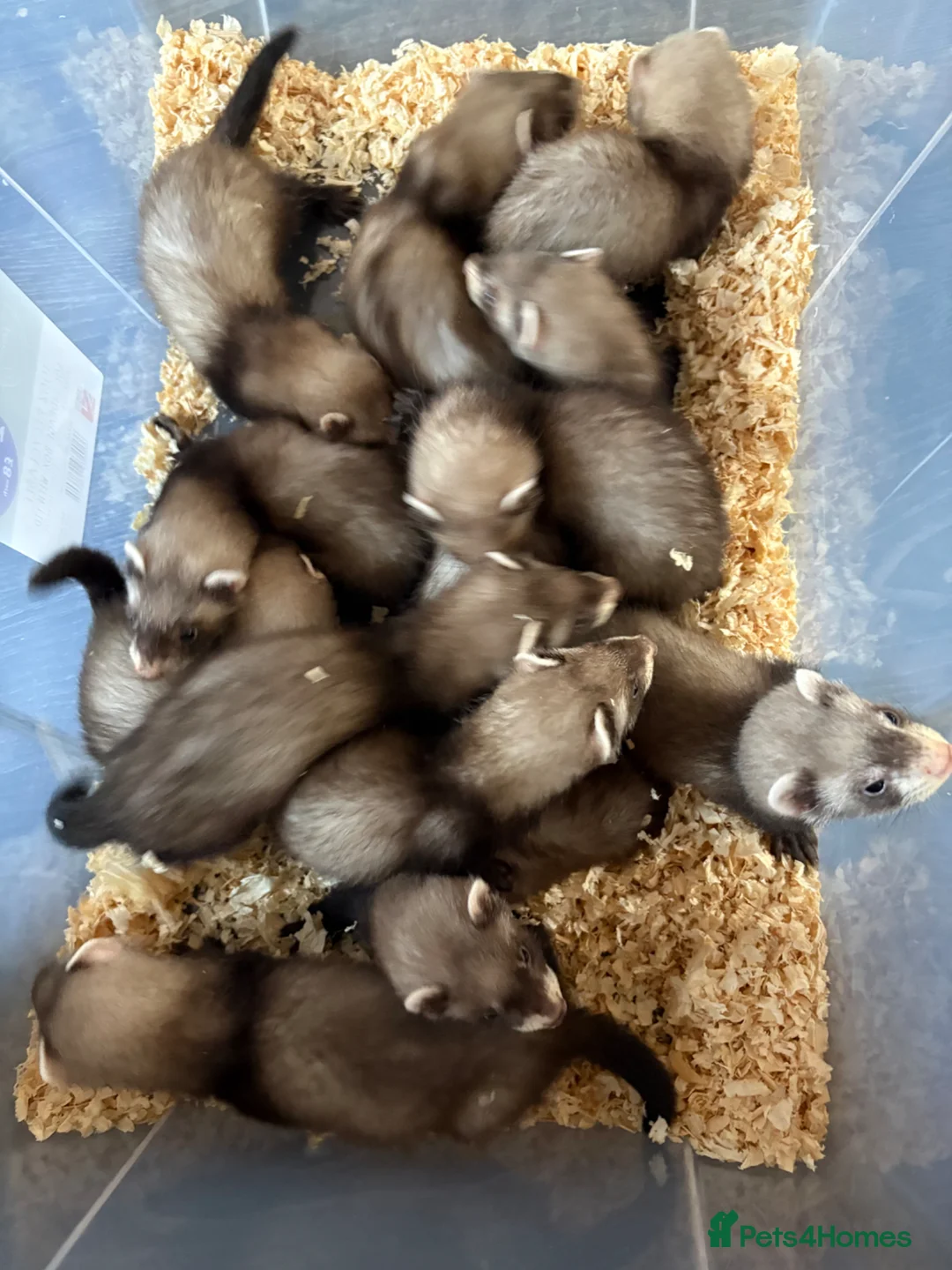 Ferret rodents for sale: Polecats  - Advert 1