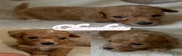 Maltipoo dogs for sale: F1 Maltipoo Pups  - Advert 3
