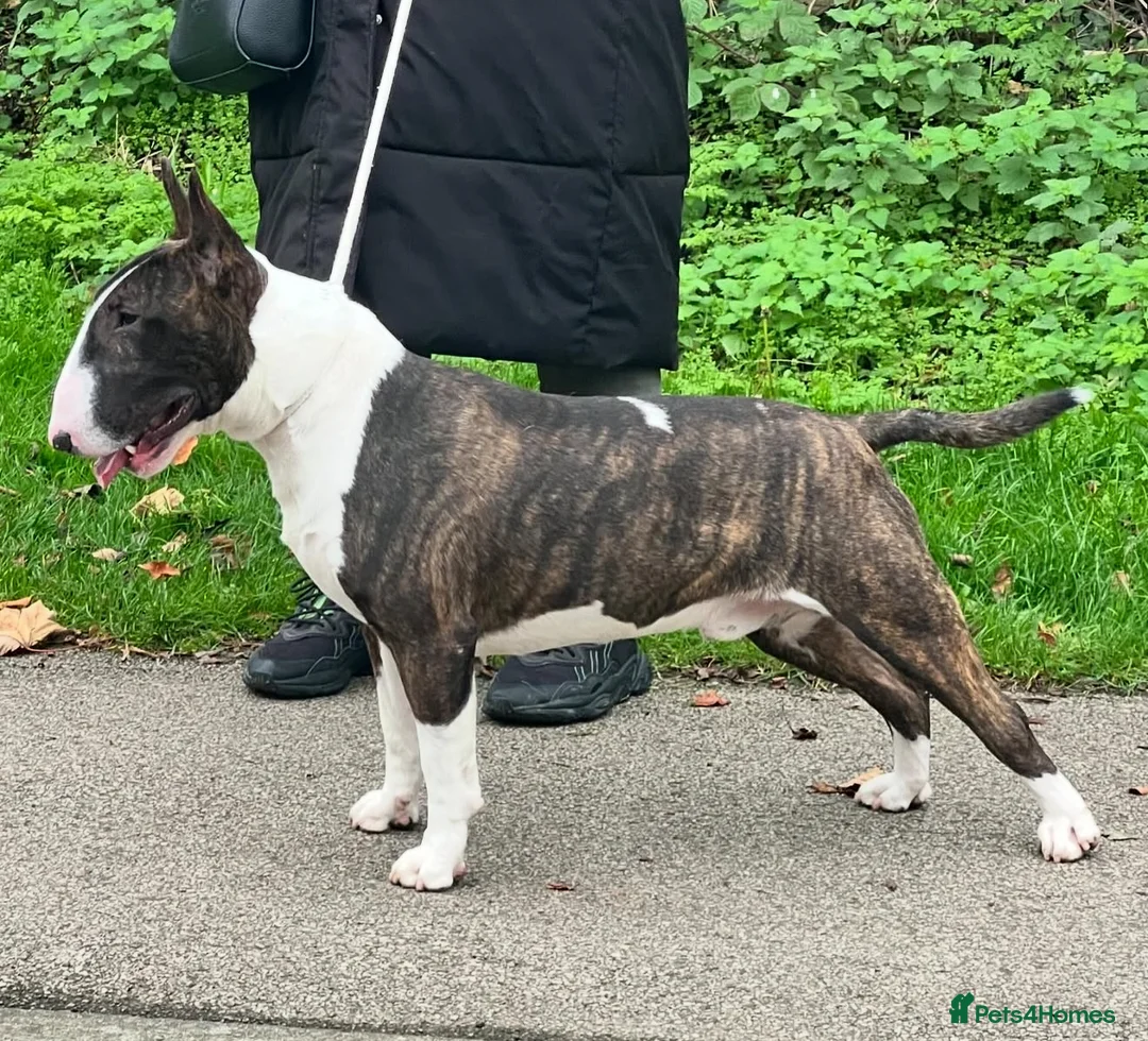 English Bull Terrier dogs for sale: Bull Terrier - Advert 4