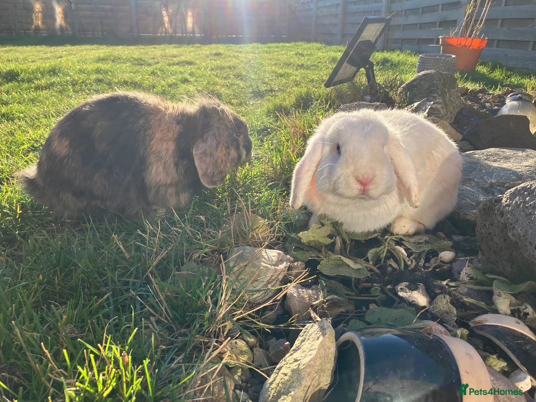 Mixed Breed rabbits for sale: 2 Male Lop Rabbits - very friendly - Advert 6