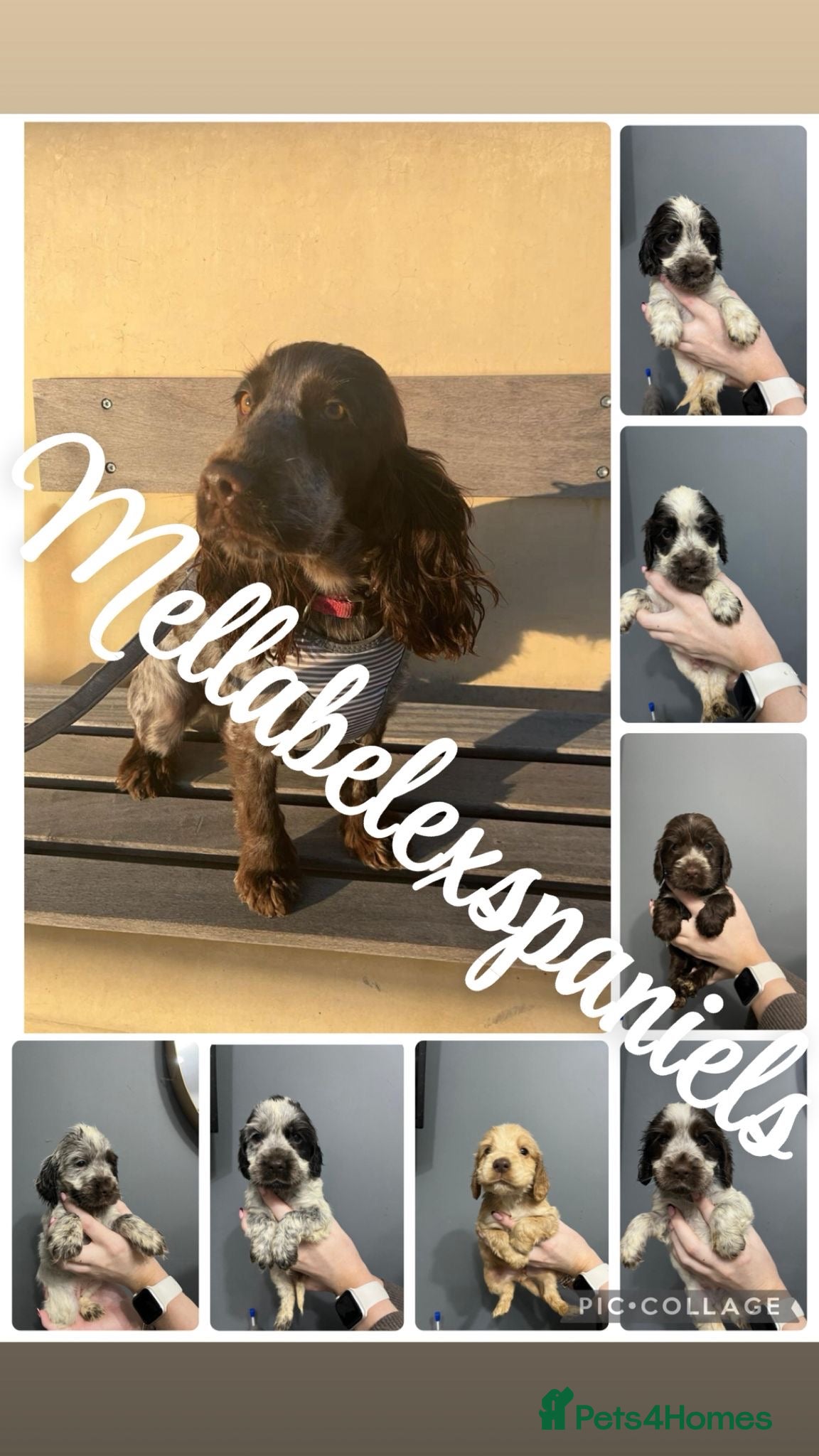 Cocker Spaniel dogs BEAUTIFUL KC REG SHOW COCKER PUPS HEALTH TESTED - Advert 6