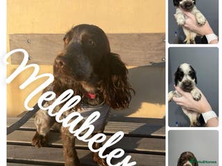 Cocker Spaniel dogs BEAUTIFUL KC REG SHOW COCKER PUPS HEALTH TESTED - Advert 13