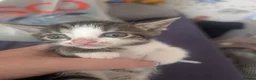 Mixed Breed cats for sale: 4 female kittens  - Advert 8